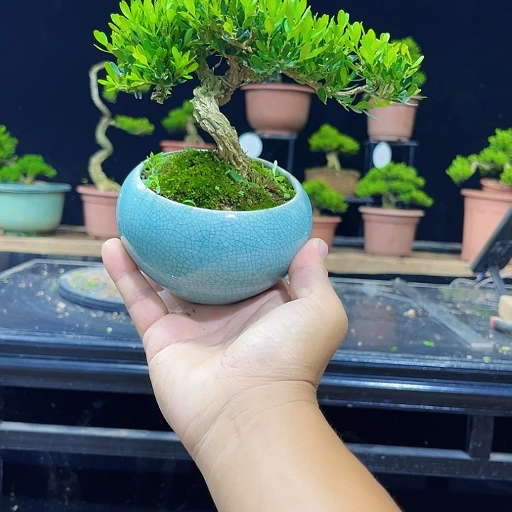 无花朵黄杨盆景四季常绿