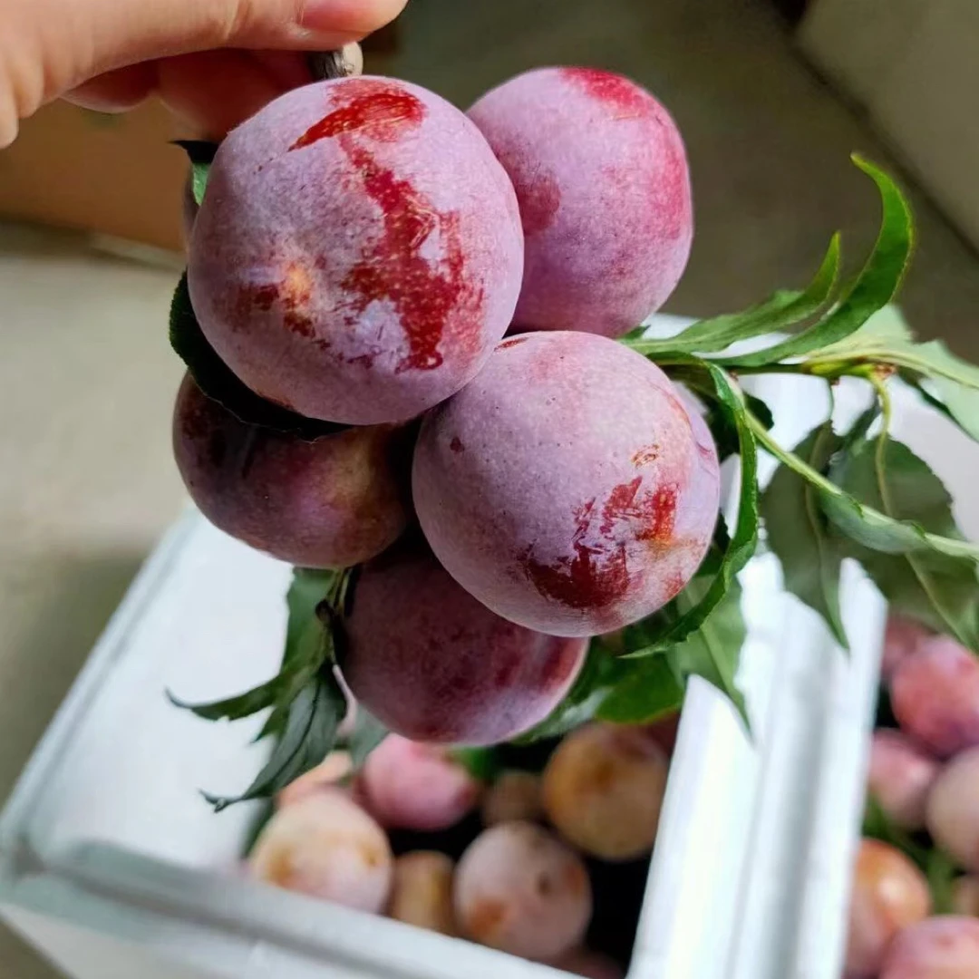 《小果》5斤装 信宜特产乐妃乐三华李 酸甜脆口 20-29克一个