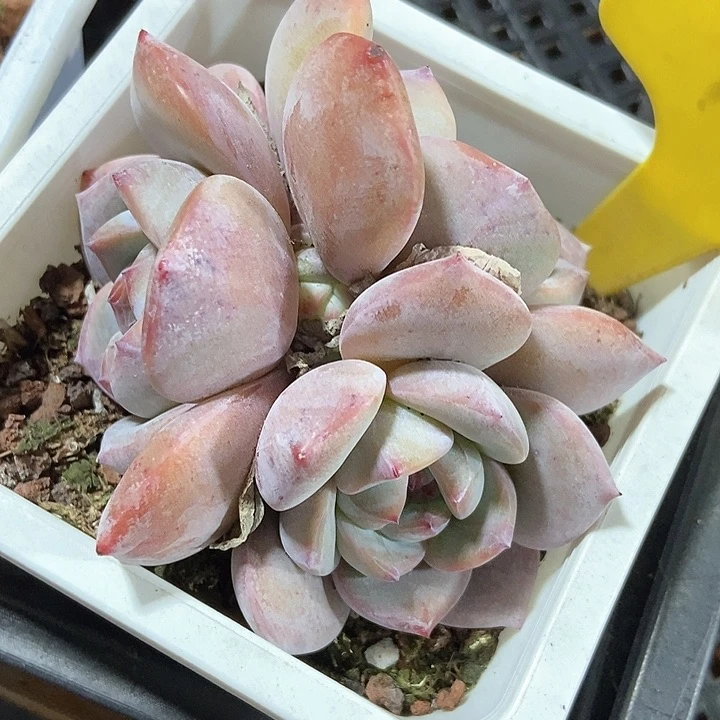 多肉植物星影1102