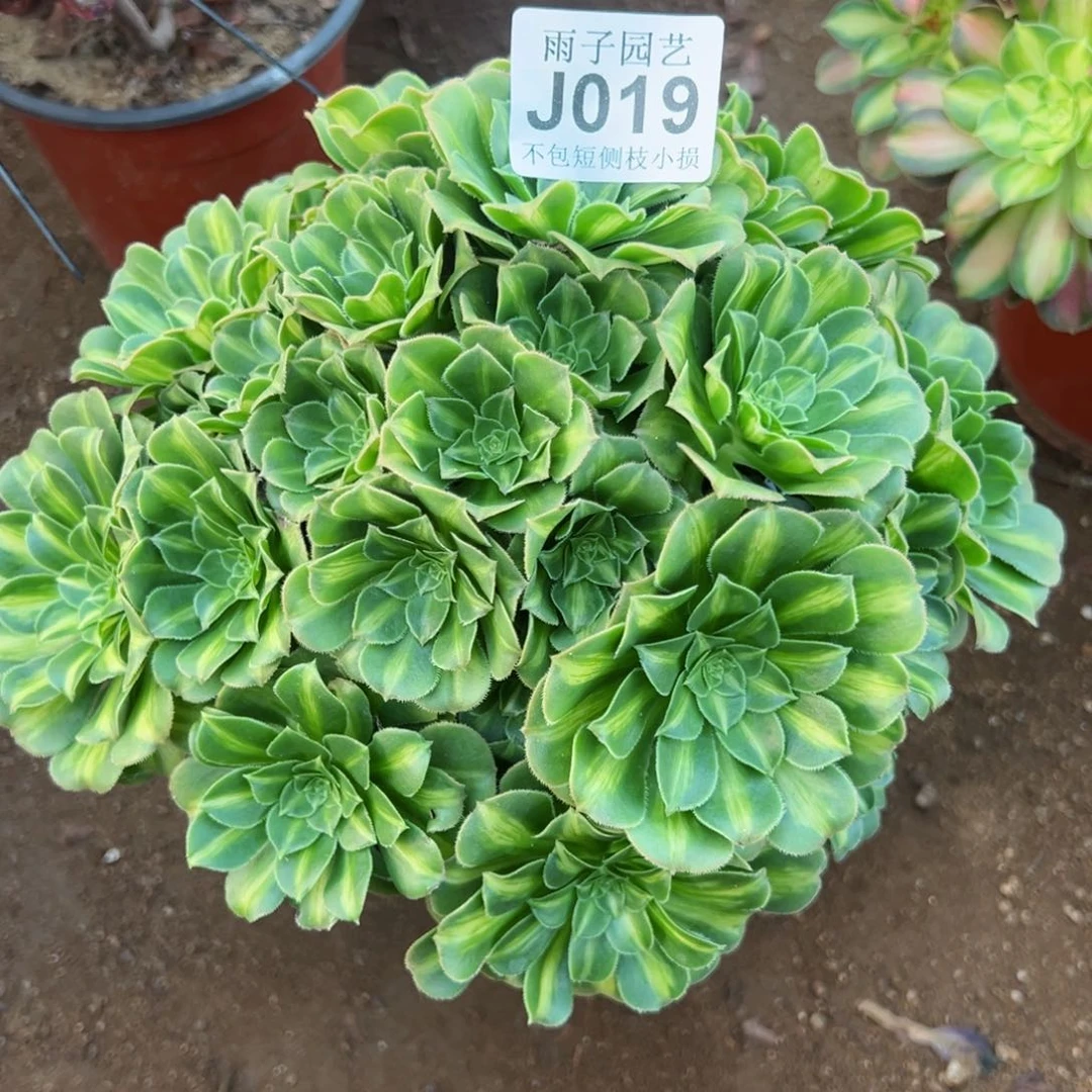 019翡翠琉璃尺寸25左右