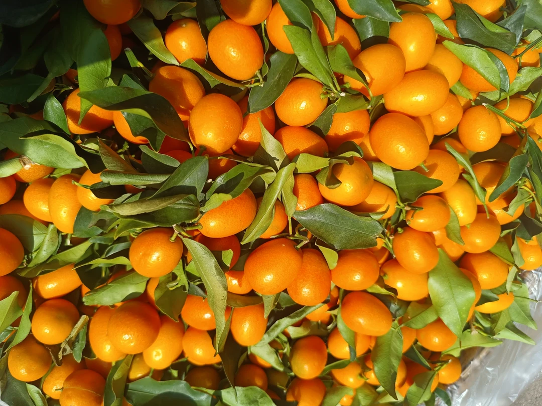 小金桔山楂/云南新鲜现摘小金橘金桔
