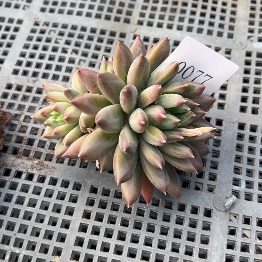 兜****?0077多肉多多多多多