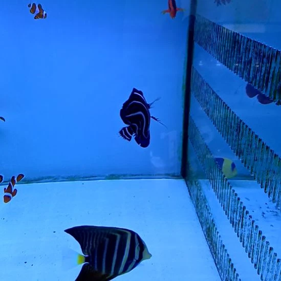 红苹果5+海水鱼两条