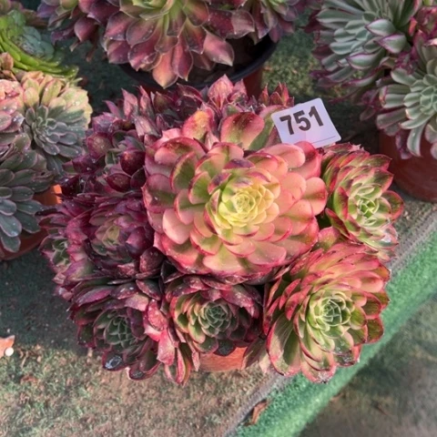 751海王手捧多肉，