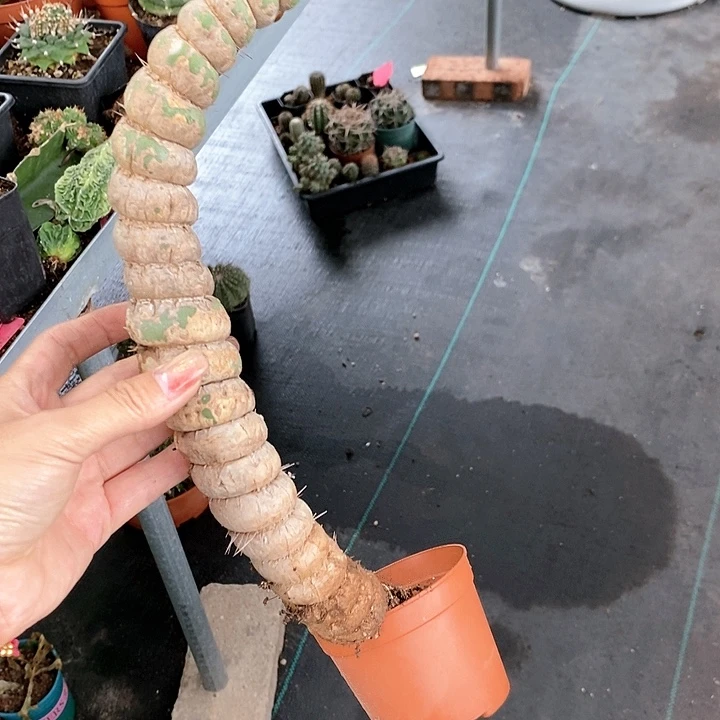 秒花花草草花花草草