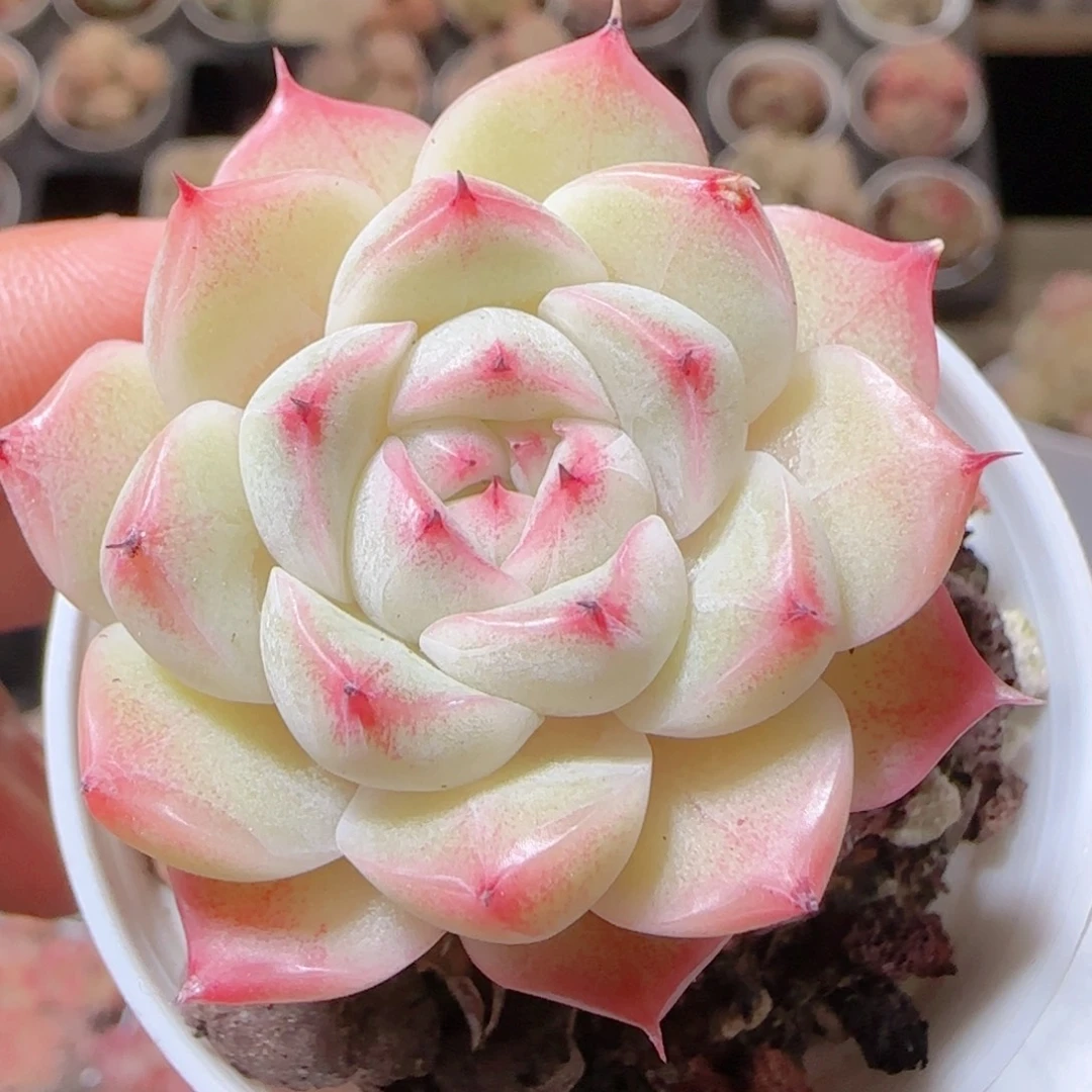 花语多肉1214-337