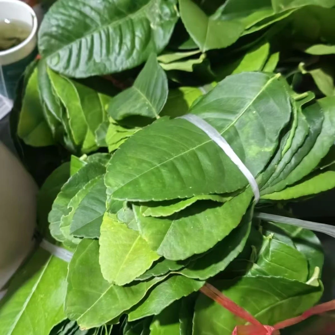云南新鲜水果香橼果树叶泡水喝润喉止咳消胀解郁香橼叶30片一份
