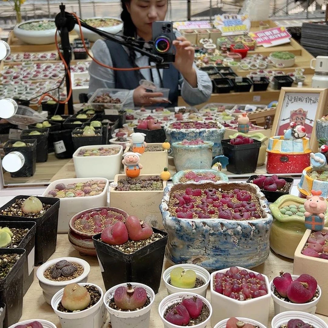 【闪购商品】194 诸事顺利