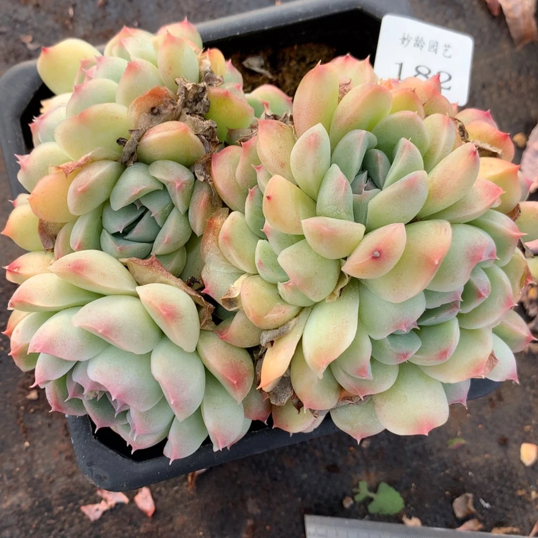 183杂交多肉老桩13冠