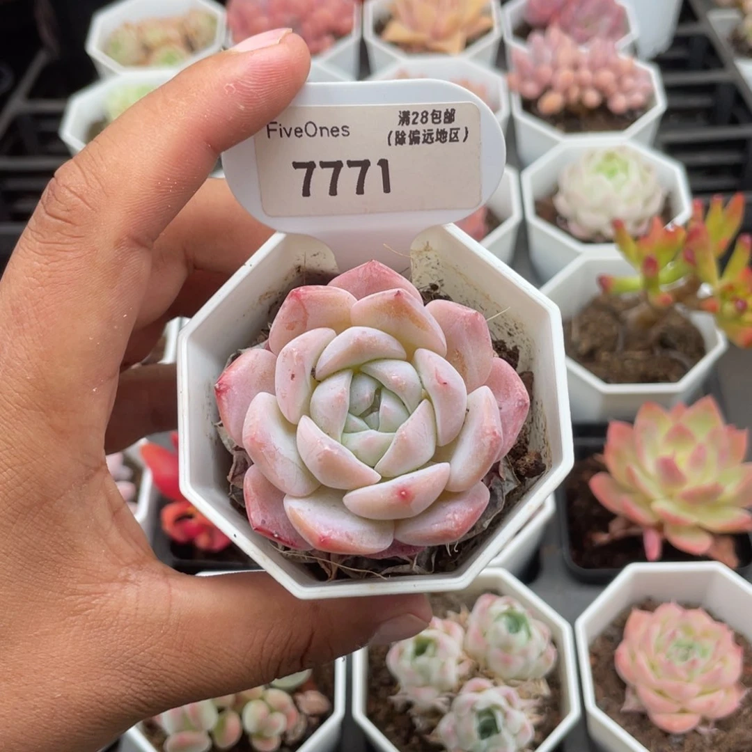 7771纯爱5.0厘米