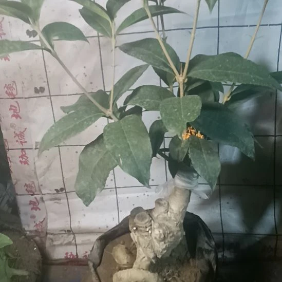 用***8完全开放四季丹桂