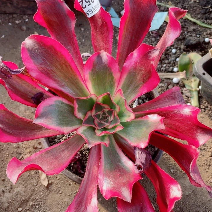 852魅影多肉1134478