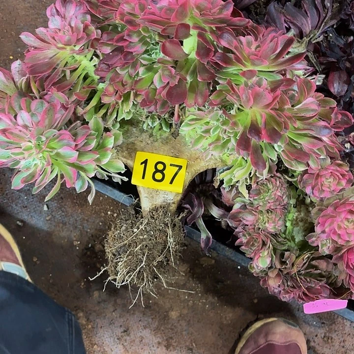 多肉植物福利187