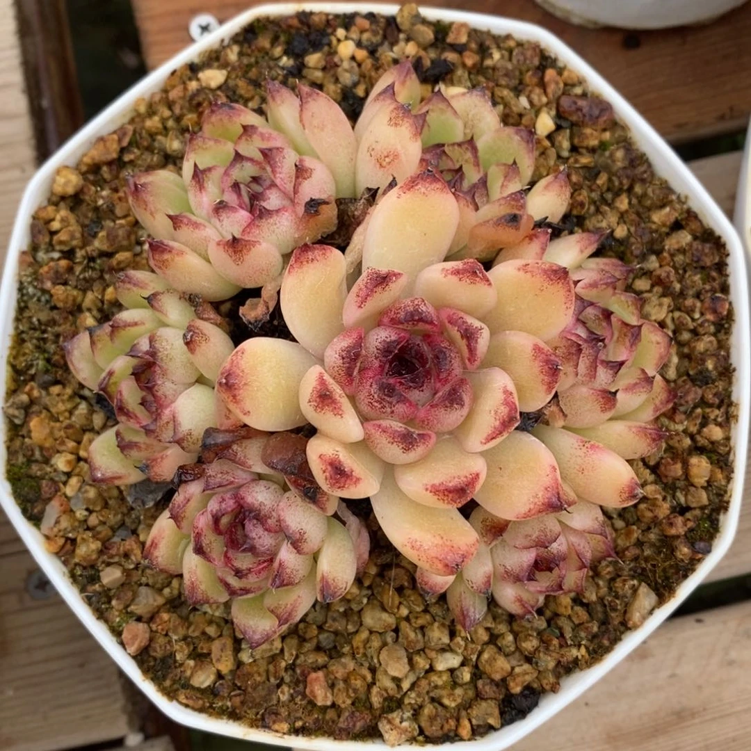 健健康康快快乐乐满38包邮多肉