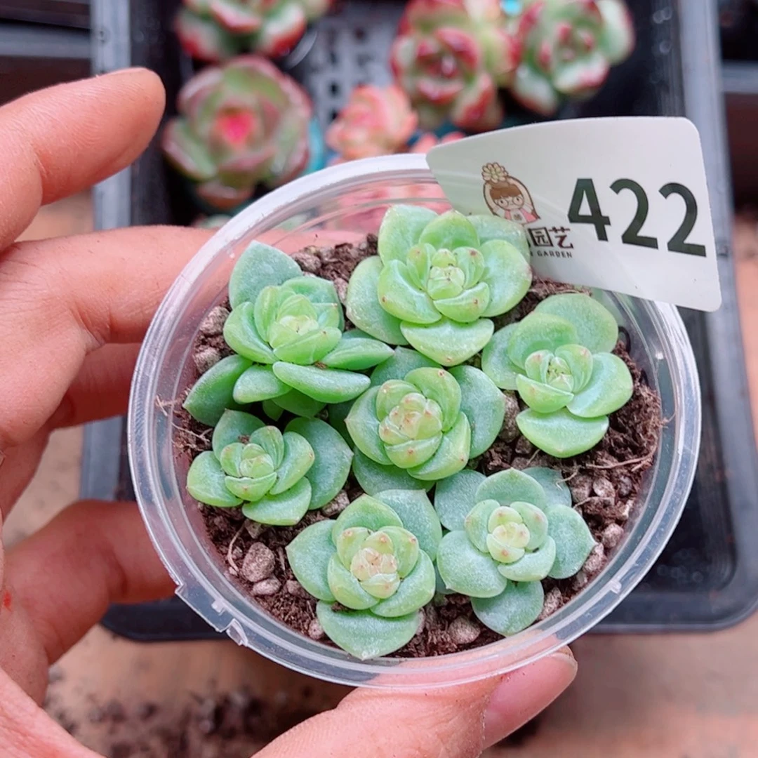 奶***葵多肉植物多肉植物