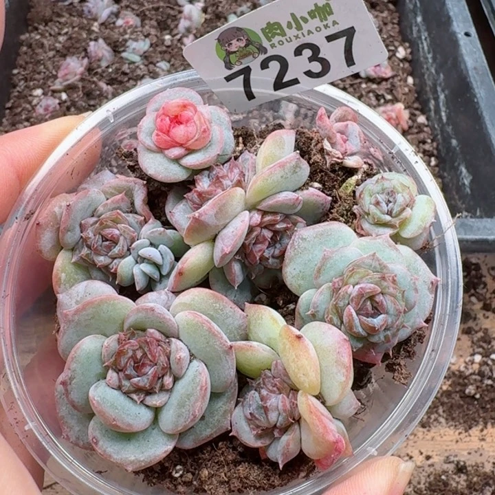 多肉植物多肉植物