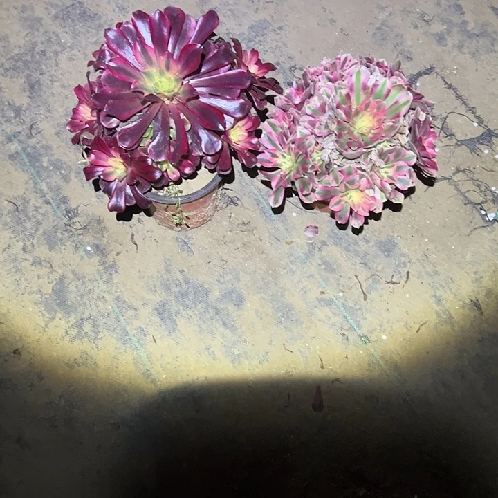 一单包邮不包侧枝89