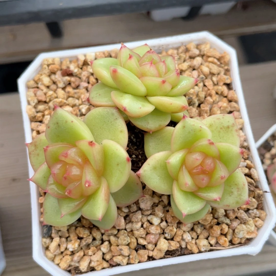 优选水晶珍妮732
