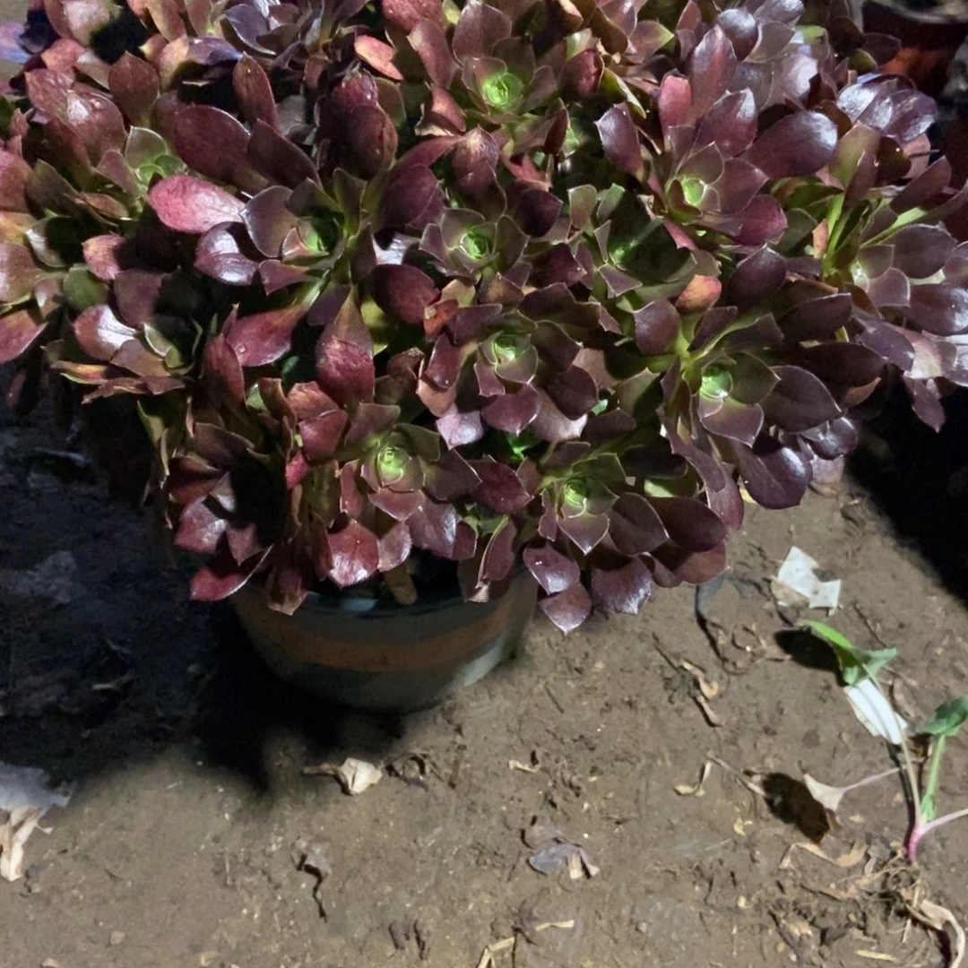 无花朵30号链接玫瑰法师丛林