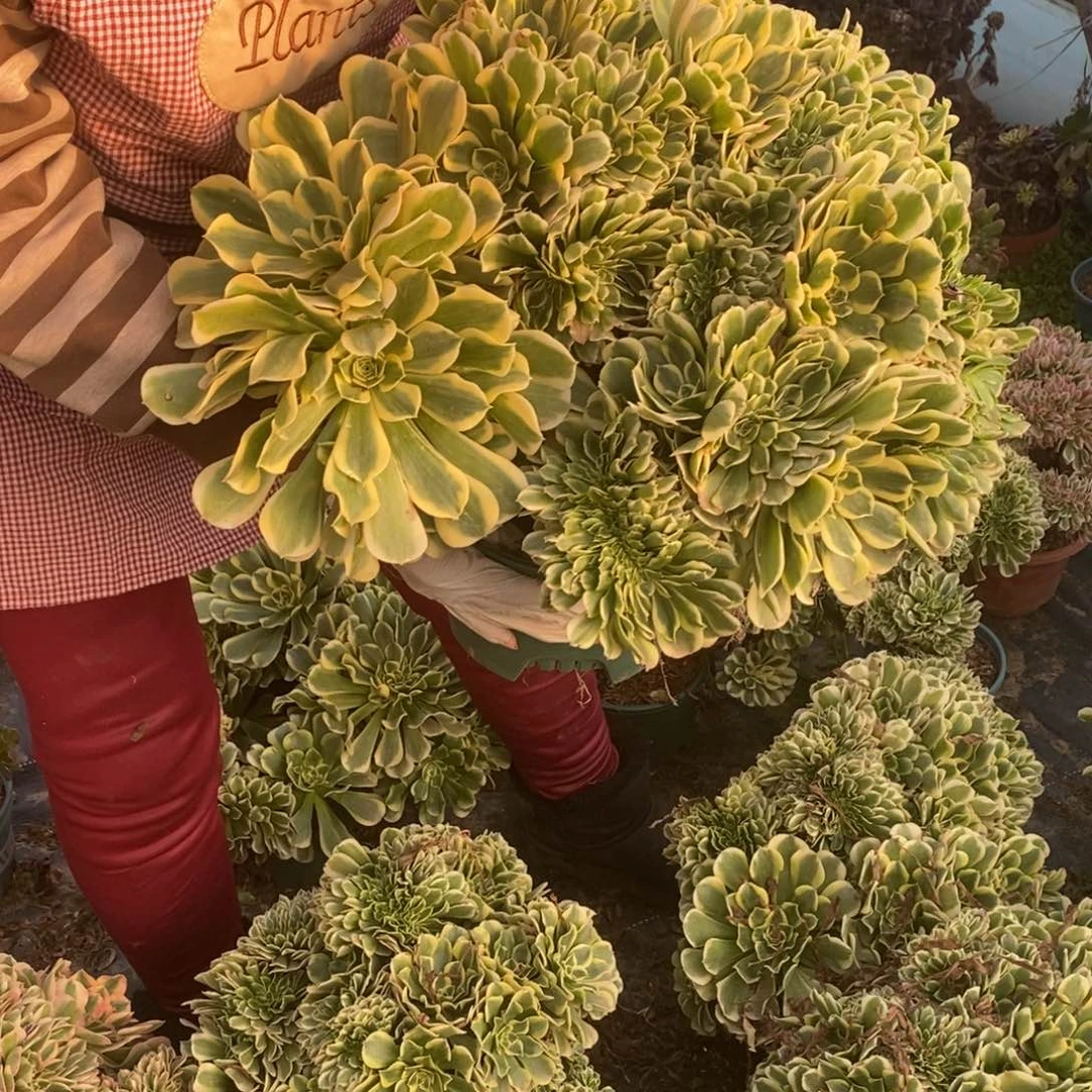 绿豆沙缀化1颗多肉