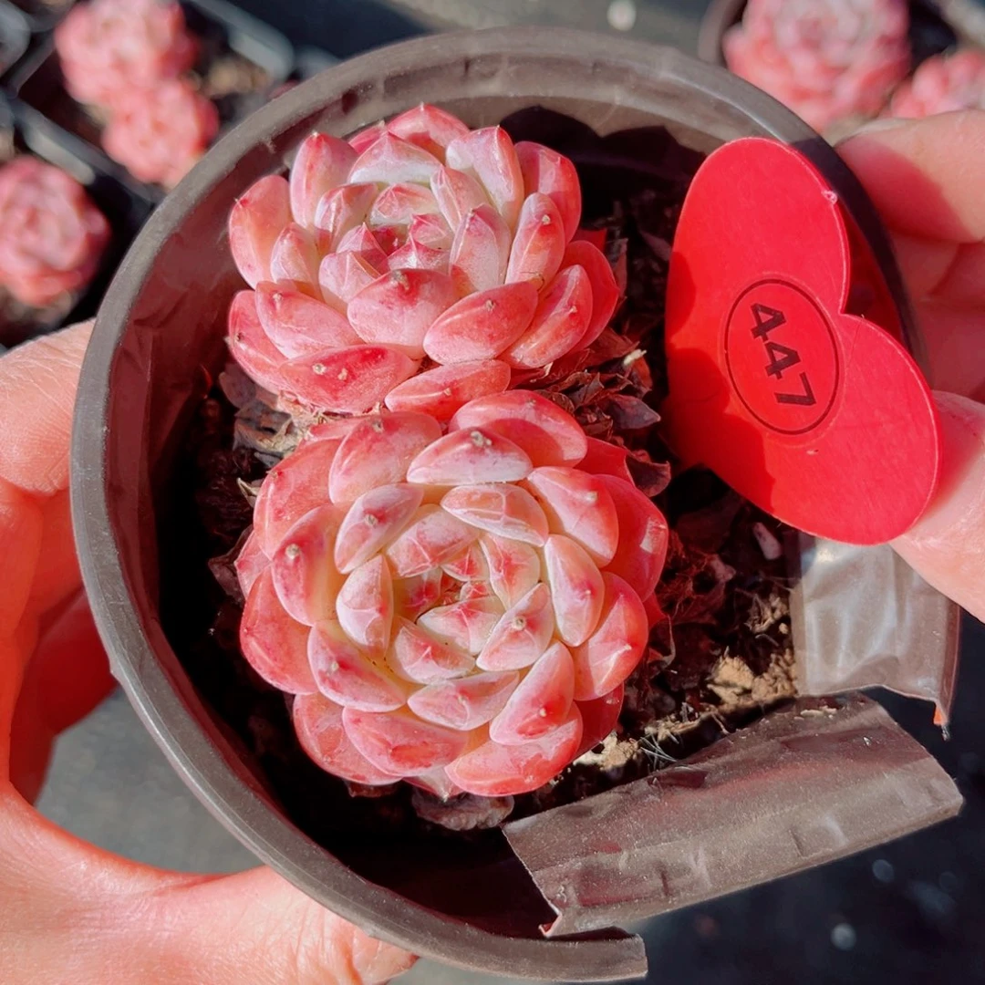 447号小老桩糖钻双头