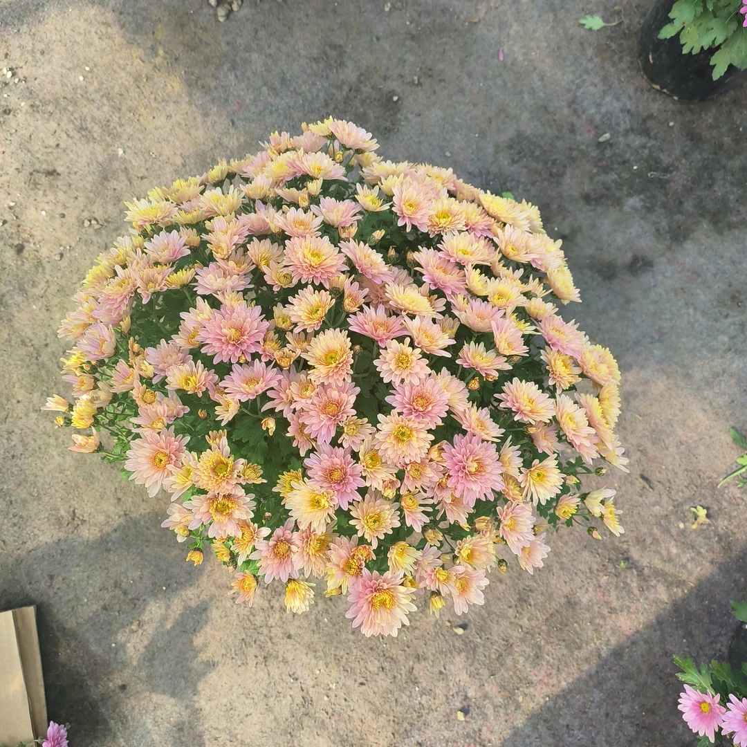 球菊耐寒耐热盆栽适合室内室外庭院多年生花卉好养易活基地直发