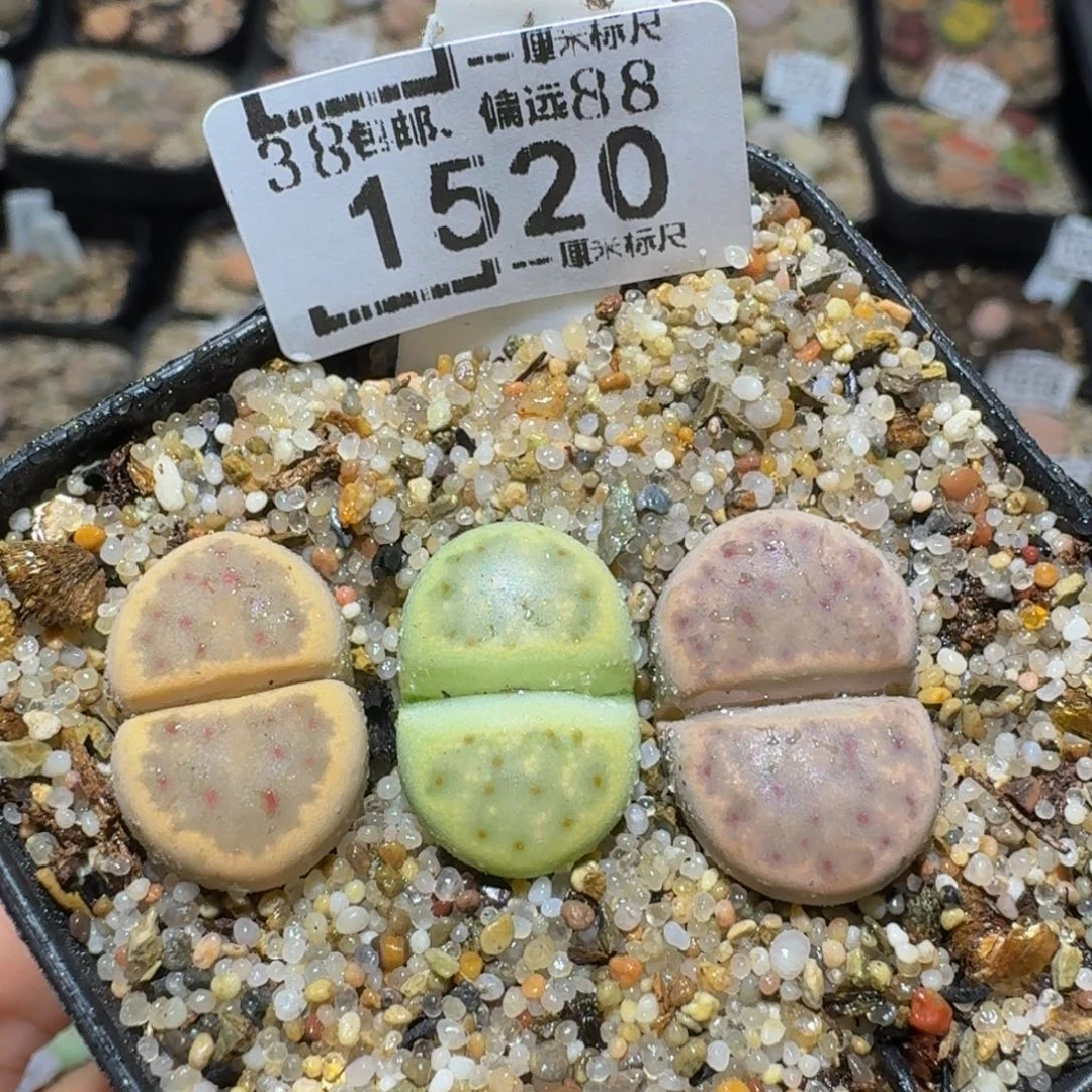 zzzz生石花肉锥1520