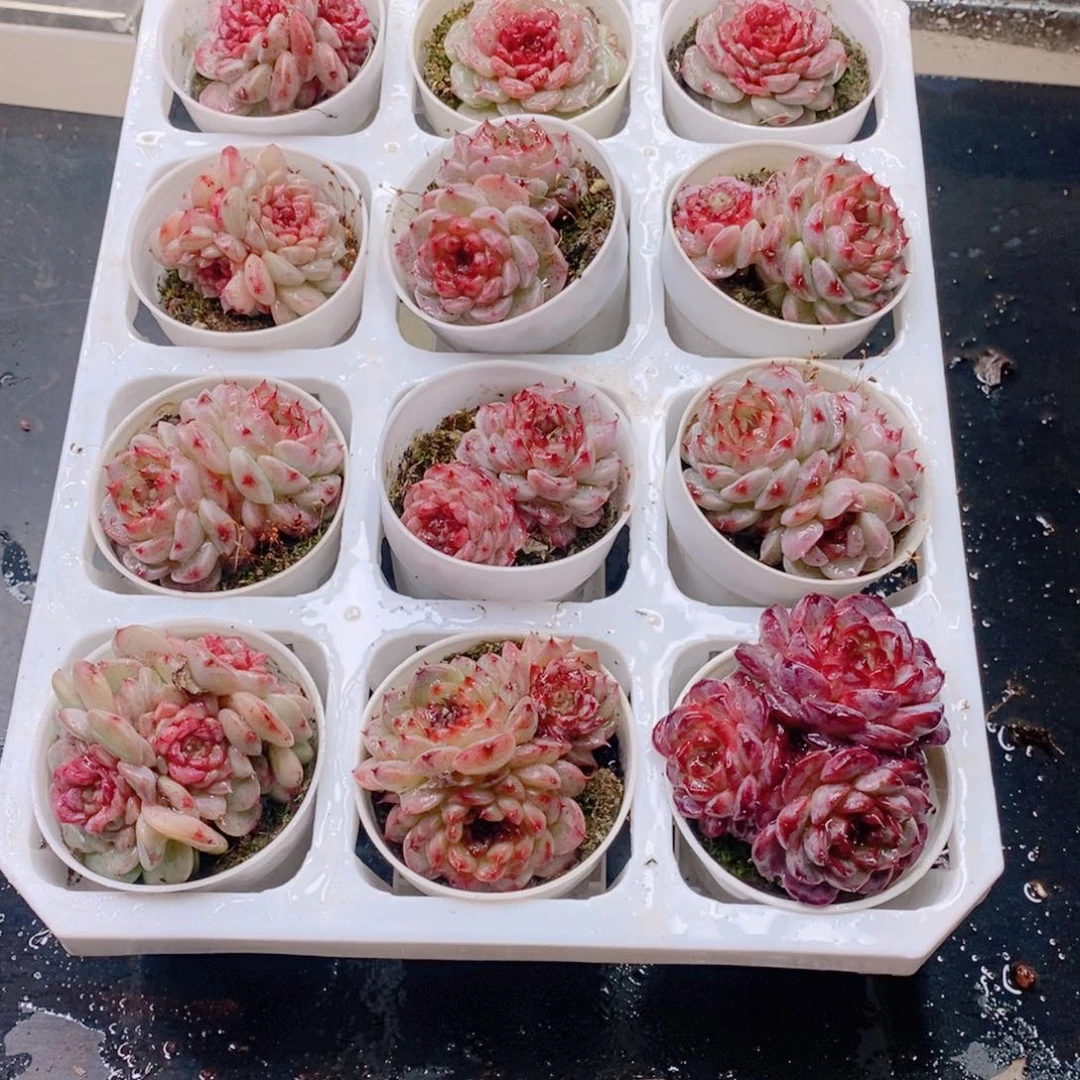精品多肉00000001号