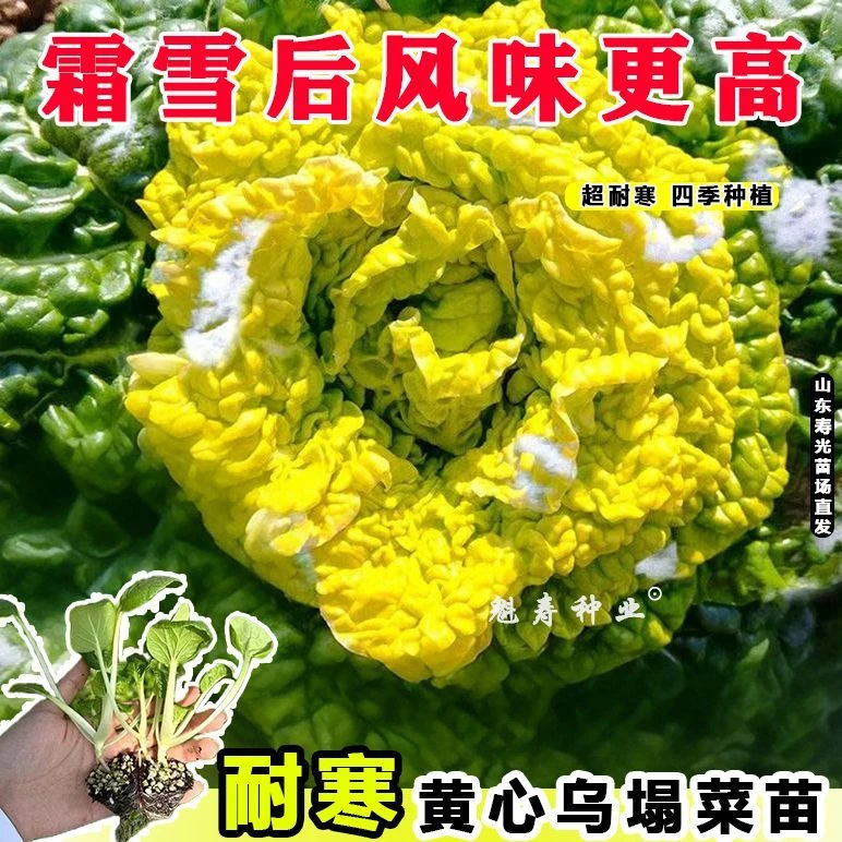 黄心乌塌菜苗秧苗秋冬耐寒绿叶菜蔬菜苗盆栽庭院地栽青菜火锅幼苗