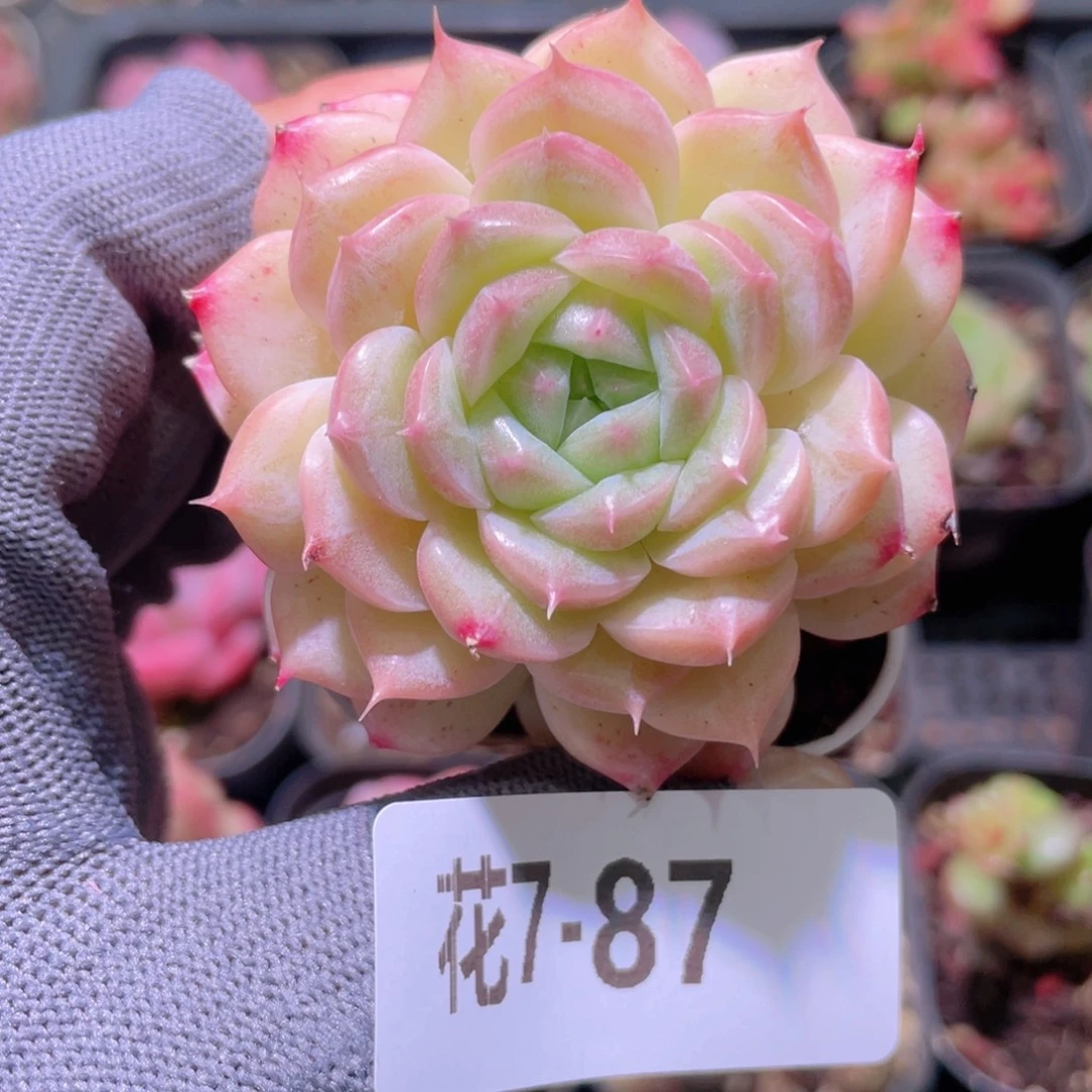 花利美 7-87新品