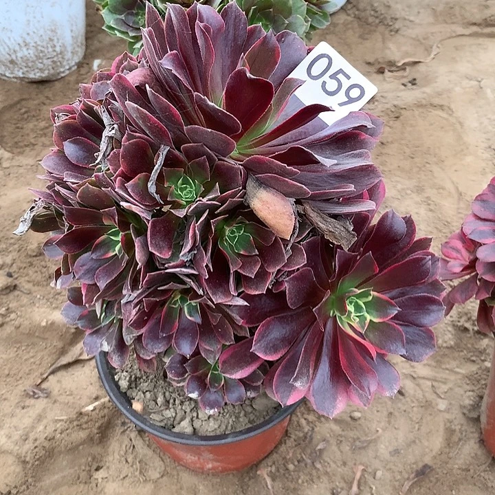 无花朵059金丝，缺北