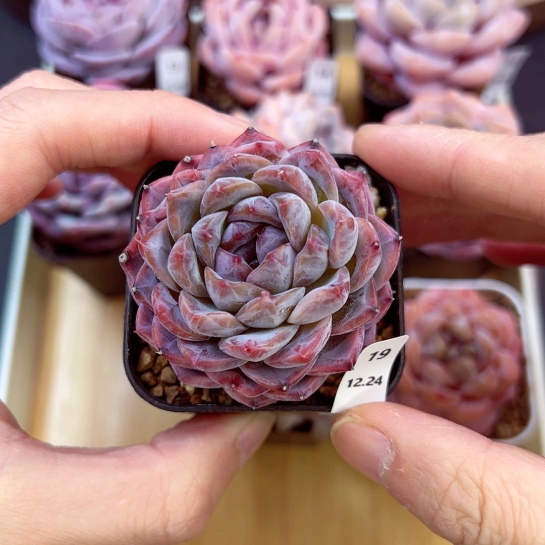 好好看19、哈哈哈哈