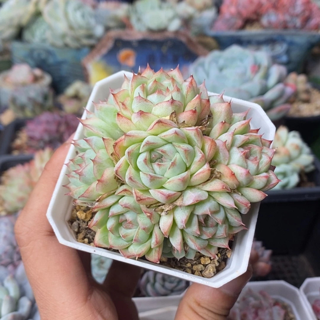 白底边线捧花老桩女王玫瑰清棚