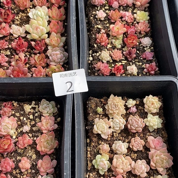 2 多肉植物盆栽花卉