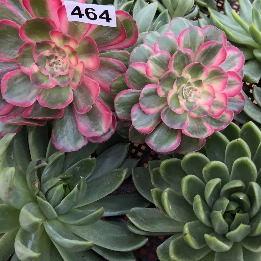 四***景精品多肉植物464桃花坞