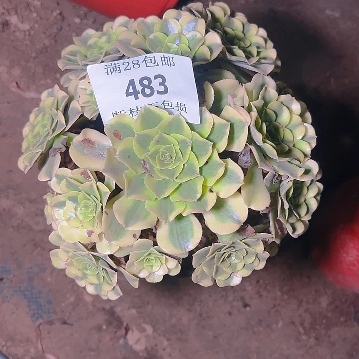 483绿豆沙多肉植物