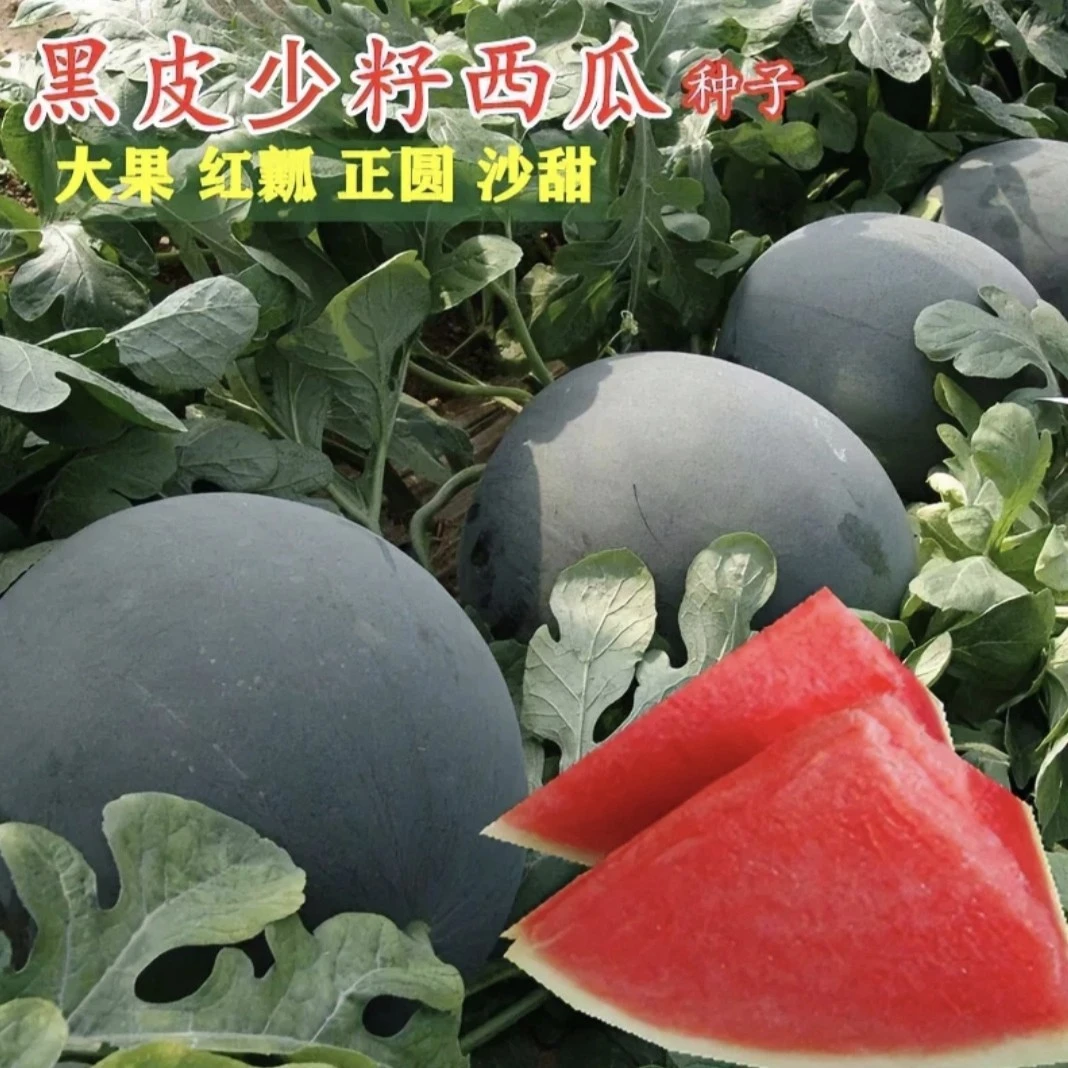 黑皮少籽西瓜种子超甜薄皮西瓜红瓤高产庭院水果种孑春夏四季蔬菜
