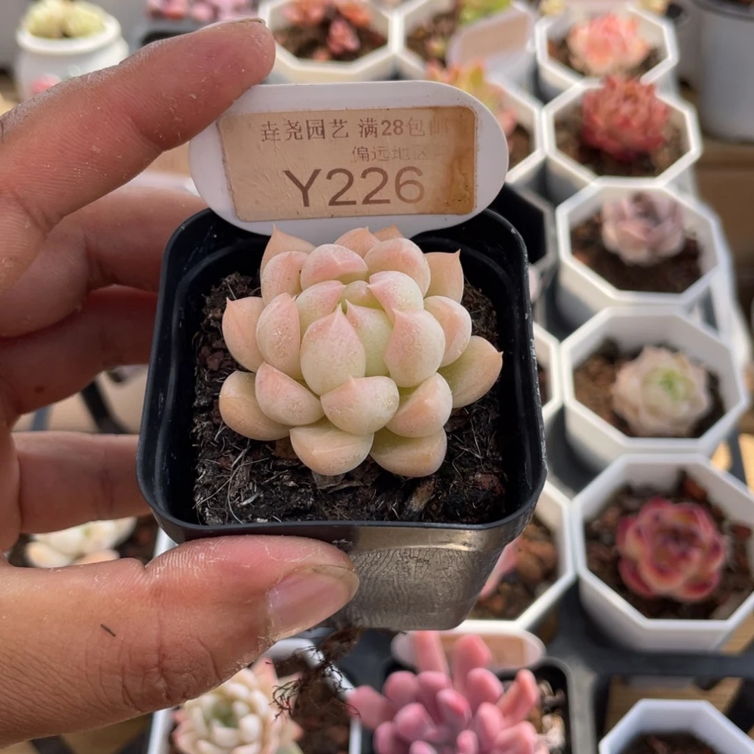 0226黄金玫瑰4.5厘米