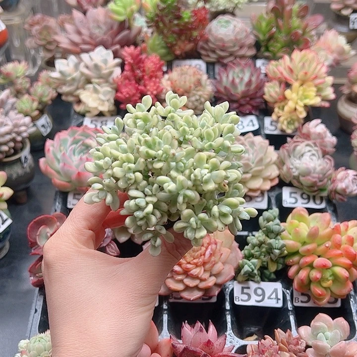 无铅玻璃不*无花钱花钱花钱花钱花钱