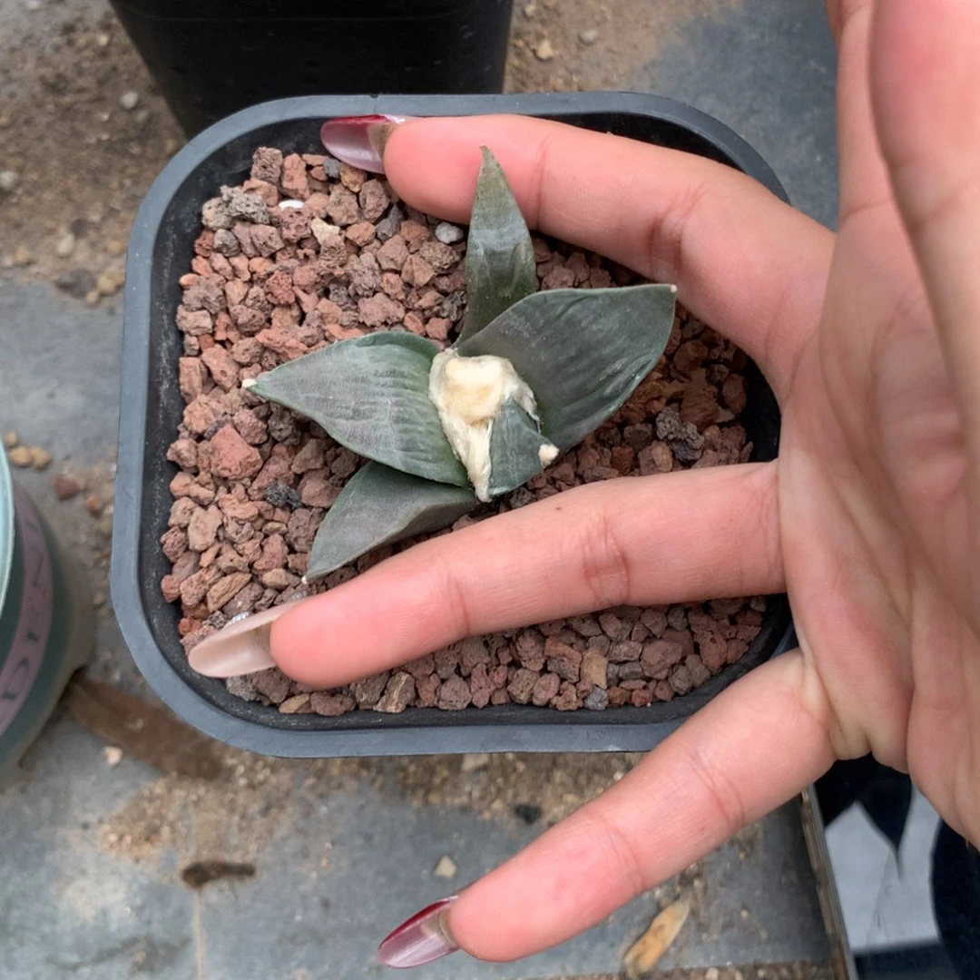 希***野岩牡丹实生哈哈哈哈