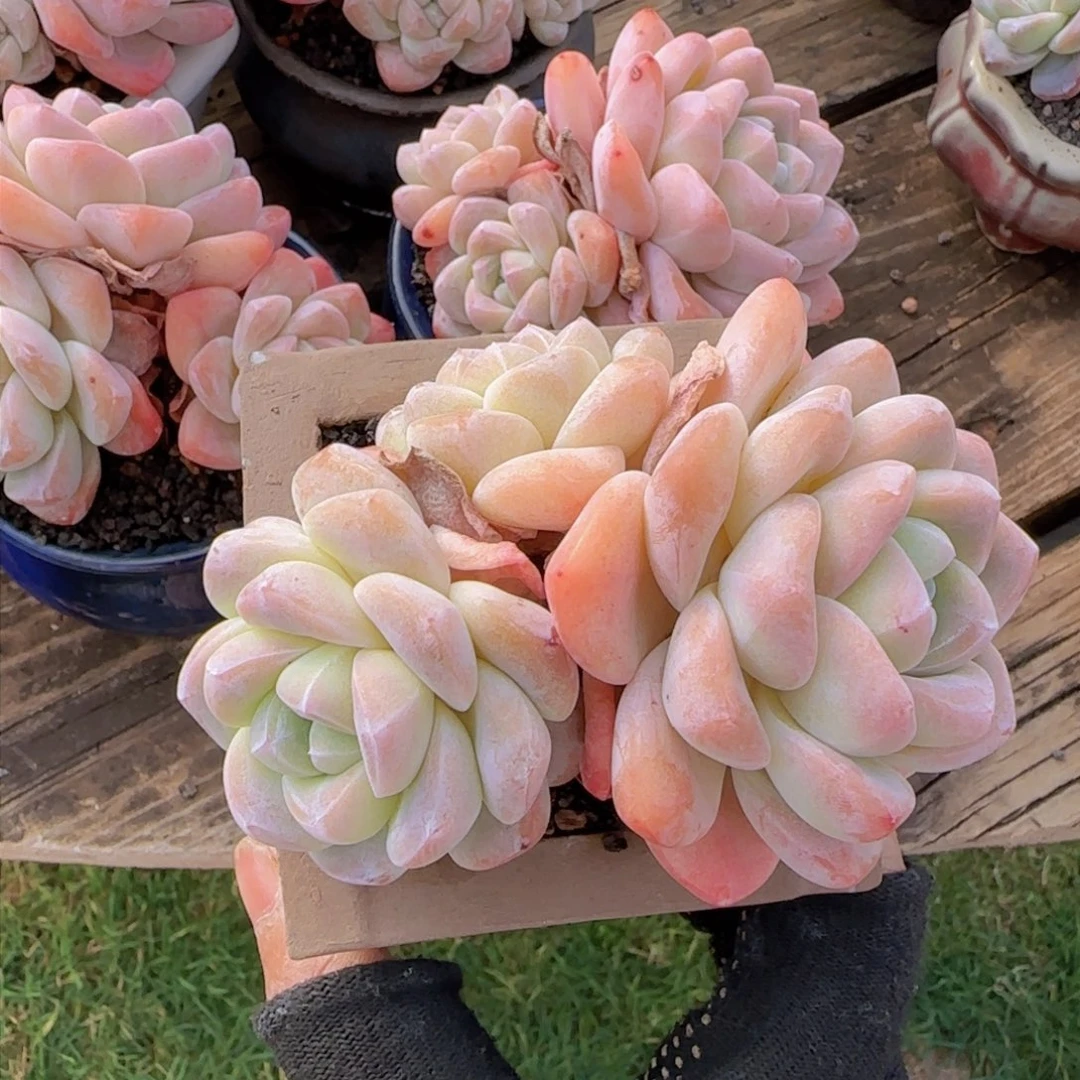 过敏袁姐姐多肉植物