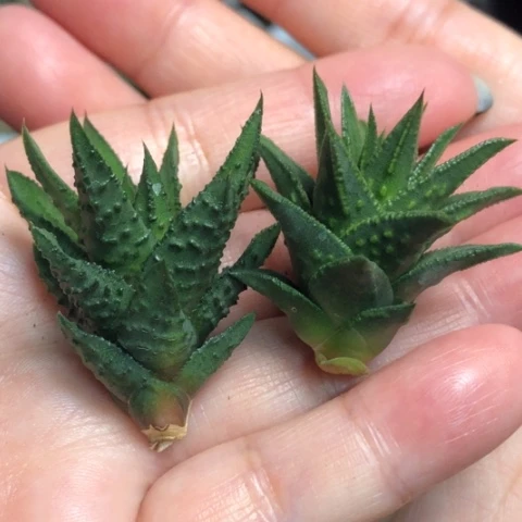 松挲掌硬叶2颗一起发货