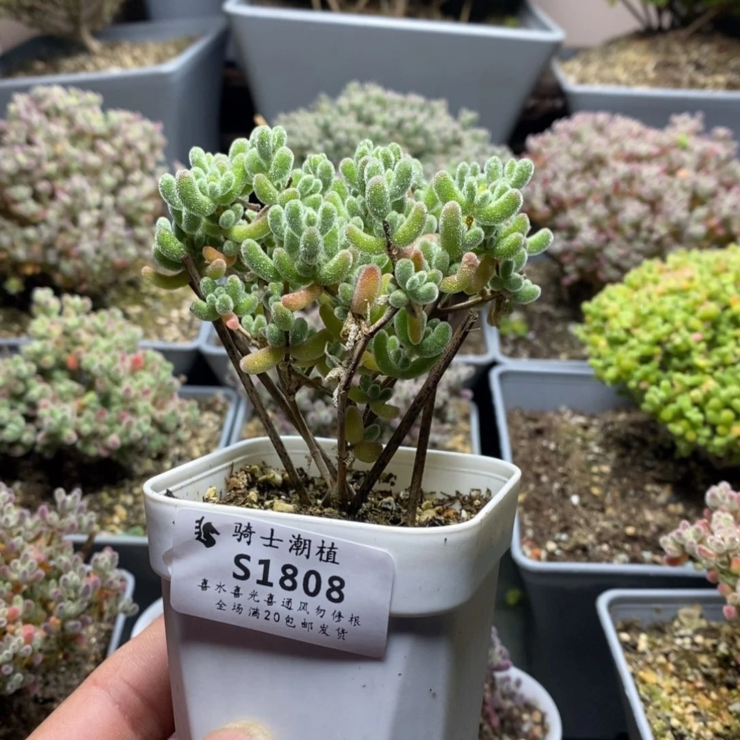 嗦*吗1808冰晶枝干番杏