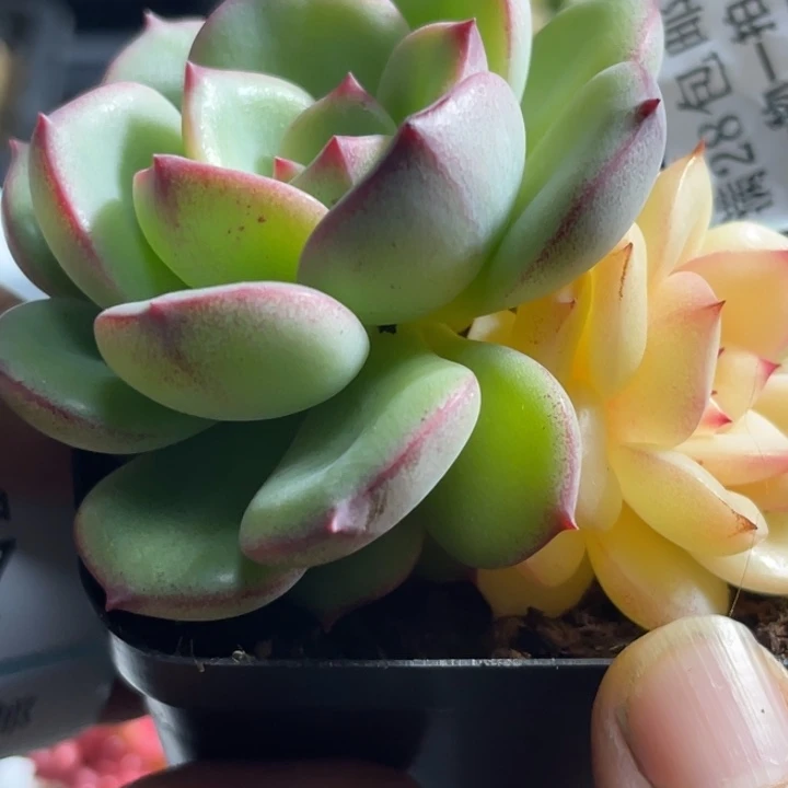 三文鱼锦多肉植物647