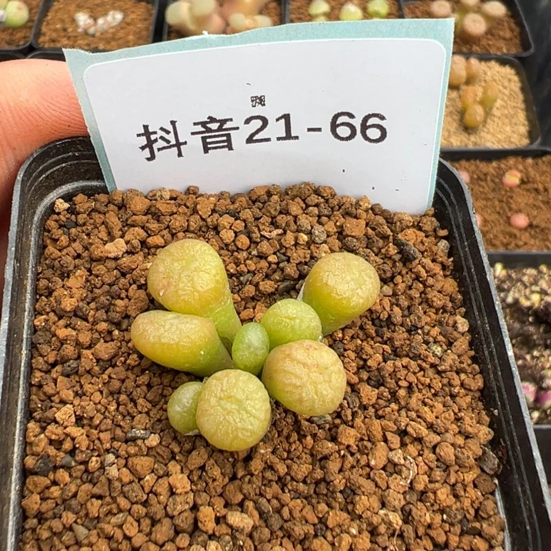 祁*@21-66肉锥多肉植物，