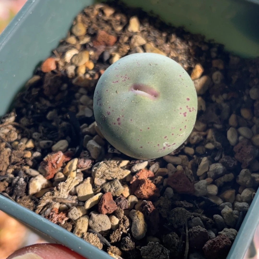 歌姬嘴植物一物一拍