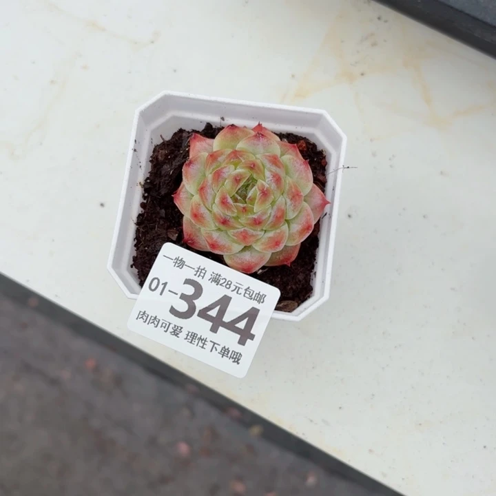 秘境冰魄无盆土发货多