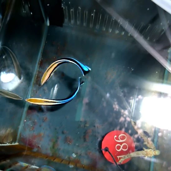 海水鱼飘飘2+四驱车2/100+100包邮/6-66-186