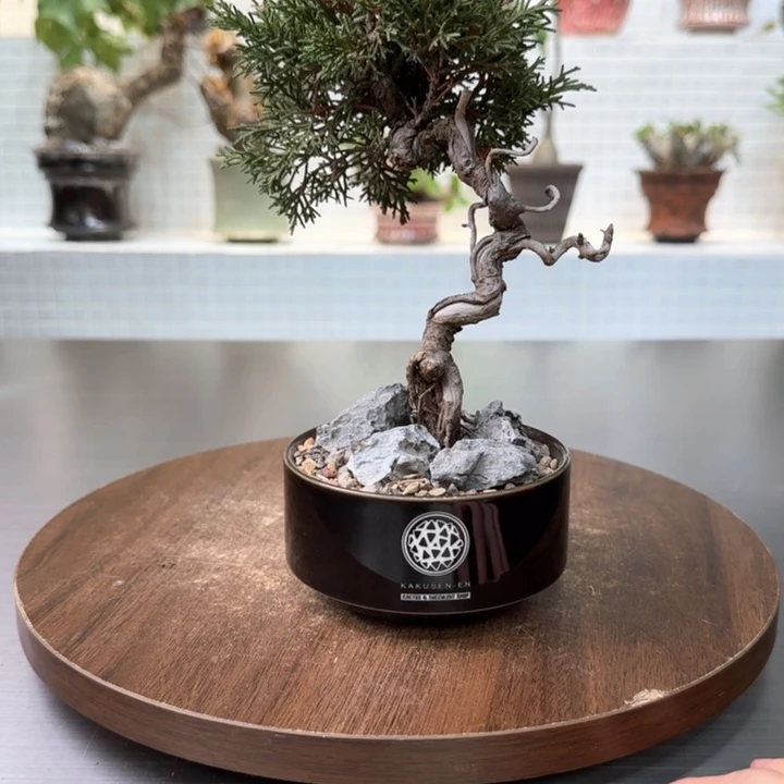 济州柏一物一拍含盆