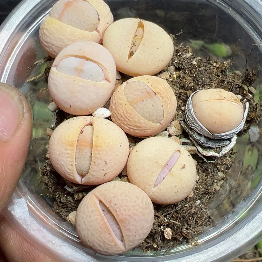 【闪购商品】 807。